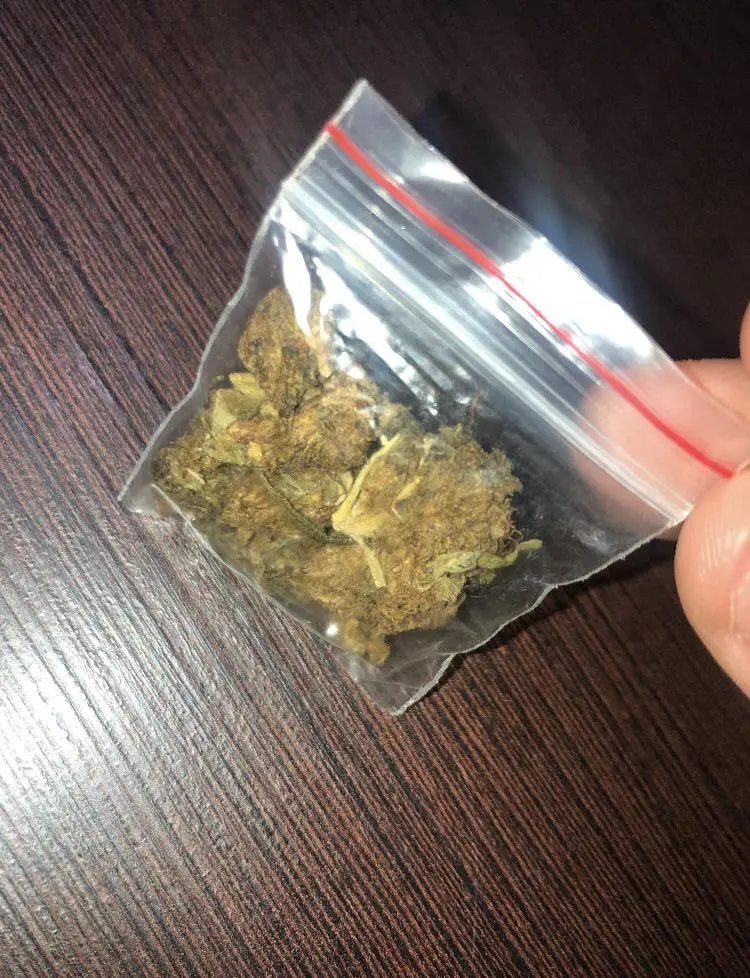 skunk colombian gold