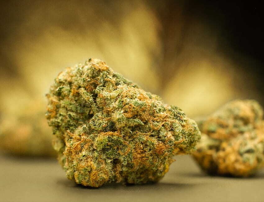 Skunk Venda